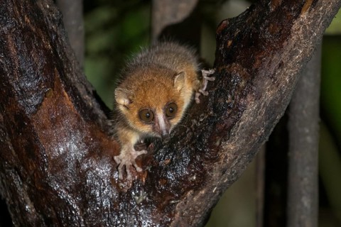Brown mouse lemur (Microcebus rufus) in tree