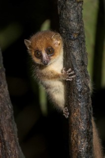 Brown mouse lemur (Microcebus rufus) in tree