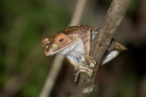 Madagascar bright-eyed frog (Boophis madagascariensis)