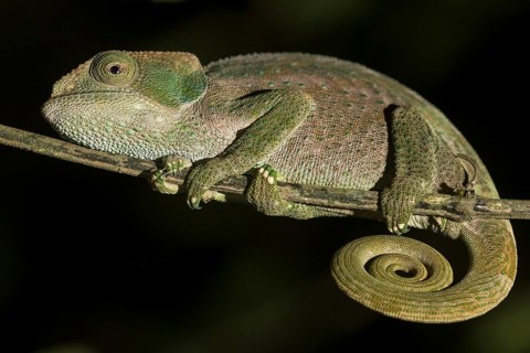 Parson's chameleon (Calumma parsonii)