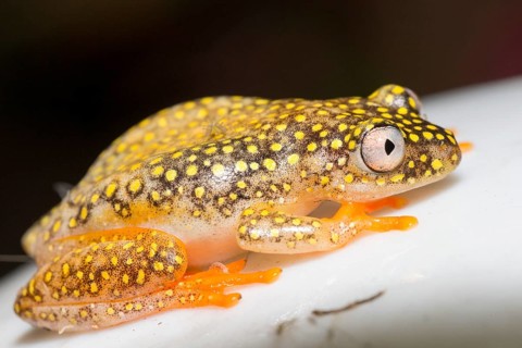 Betsileo reed frog (Heterixalus betsileo)