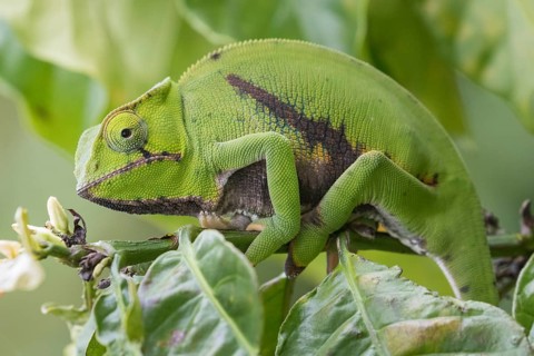 Parson's chameleon (Calumma parsonii) in tree