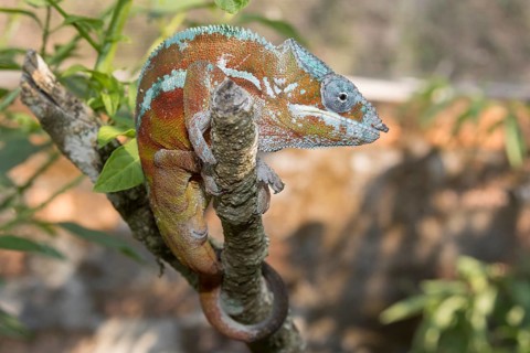 Panther chameleon (Furcifer pardalis)