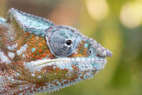Panther chameleon (Furcifer pardalis)