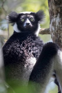 Indri (Indri indri)