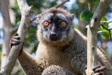 Red-fronted lemur (Eulemur rufifrons) sitting in tree