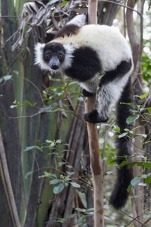 Black-and-white ruffed lemur (Varecia variegata) climbing in tree
