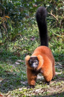 Red ruffed lemur (Varecia rubra) on ground