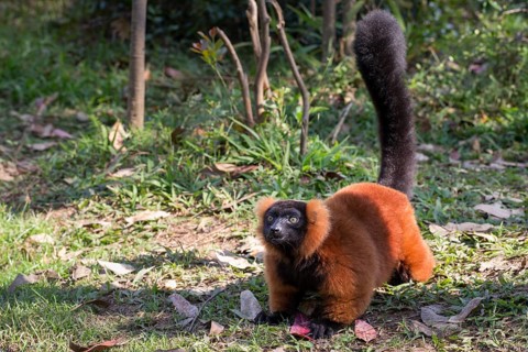 Red ruffed lemur (Varecia rubra) on ground
