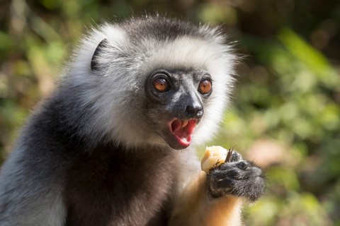Diademed sifaka (Propithecus diadema) calling