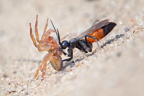 Spider wasp (Anoplius infuscatus) holding a captured wolf spider (Lycosidae)