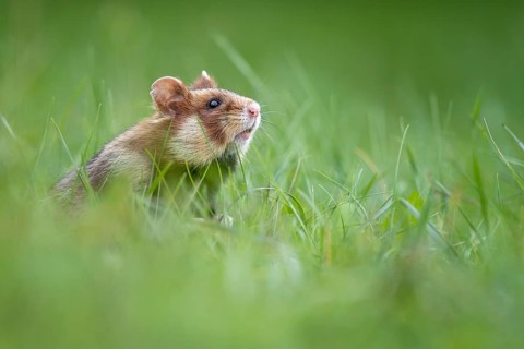 European hamster (Cricetus cricetus) in a green meadow