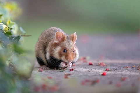 European hamster (Cricetus cricetus) looking for food in a park