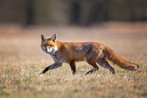 Red fox (Vulpes vulpes) lacing