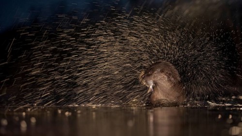 European otter (Lutra lutra) with fish as prey