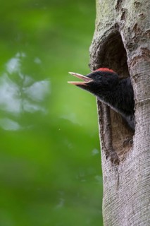 Black woodpecker (Dryocopus martius)