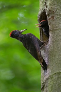 Black woodpecker (Dryocopus martius) at the nesting hole