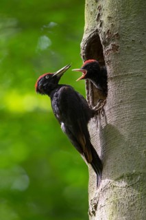 Black woodpecker (Dryocopus martius) at the nesting hole