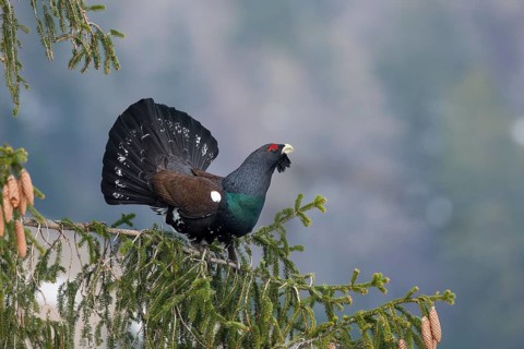 Courtshiping capercaillie (Tetrao urogallus) sits in fir
