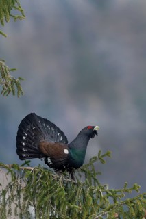 Courtshiping capercaillie (Tetrao urogallus) sits in fir