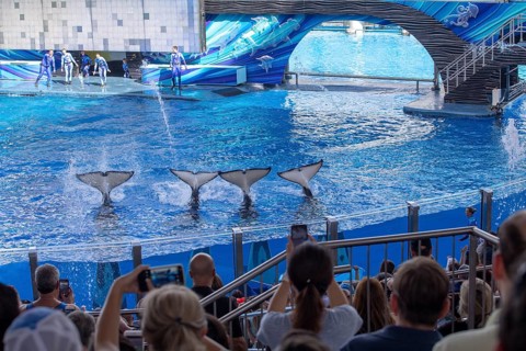 Dolphin Show