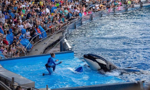 Orca Show