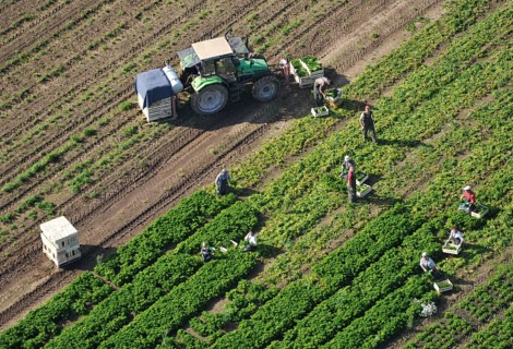 Workers harvesting in the field