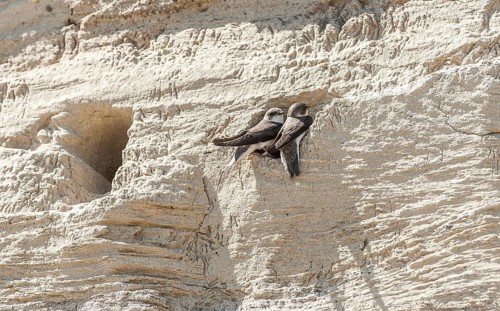 Sand martins (Riparia riparia)