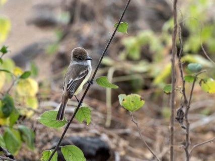 Galapagos flycatcher (Myiarchus magnirostris)