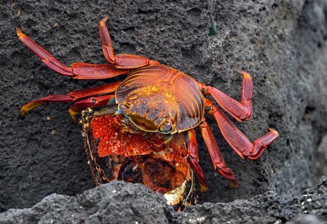 Red rock crab (Grapsus grapsus) feeds a lobster