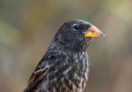 Medium Ground Finch (Geospiza fortis)