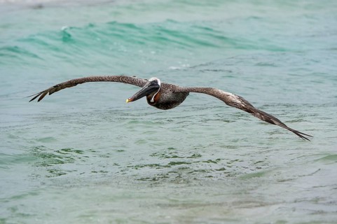 Brown Pelican (Pelicanus Occidentalis urinator) in flight