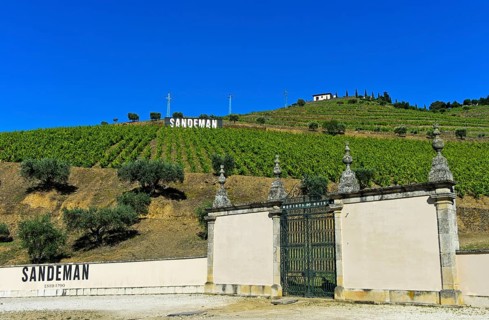 Vineyard