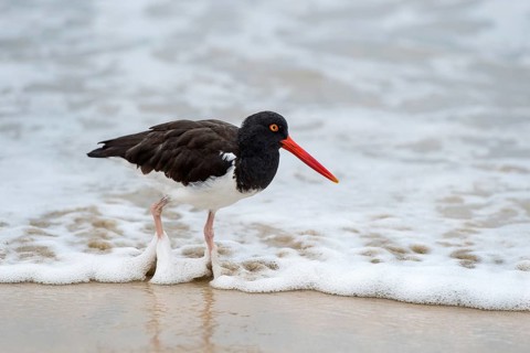 American Oystercatcher (Haematopus palliatus galapagensis)