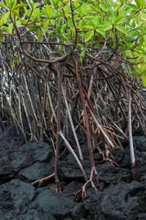 Red mangrove (Rhizophora mangle) growing on lava rocks