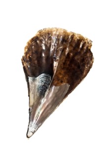 Fossil shark tooth