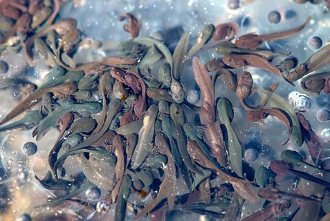 Common frog (Rana temporaria)