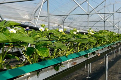 Cultivation of Strawberries (Fragaria)