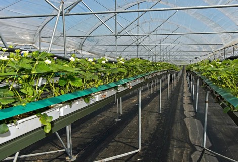 Cultivation of Strawberries (Fragaria)