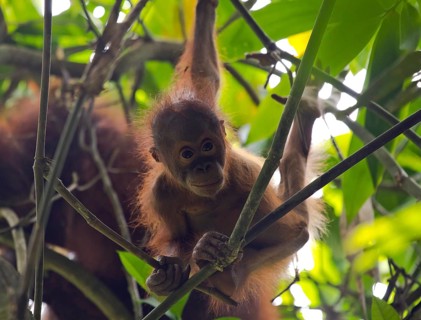 Bornean orangutan (Pongo pygmaeus)