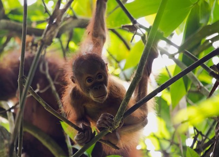 Bornean orangutan (Pongo pygmaeus)