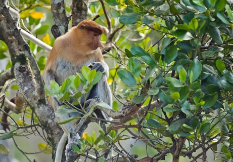 Proboscis monkey (Nasalis larvatus) sitting in the tree