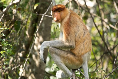 Proboscis monkey (Nasalis larvatus) sitting in the tree