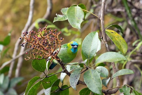 Golden-naped Barbet (Psilopogon pulcherrimus)