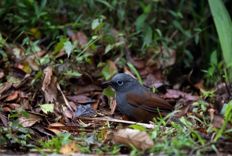 Sunda Laughingthrush (Garrulax palliatus) sits on the ground in foliage