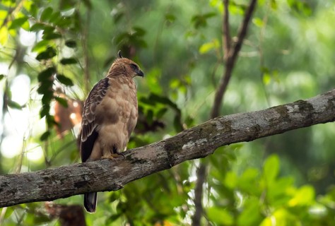 Juvenile Wallace's Hawk-eagle (Nisaetus nanus) sits in tree