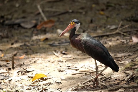 Storm's stork (Ciconia stormi)