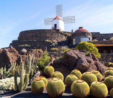 Golden barrel cactus (Echinocactus grusonii)