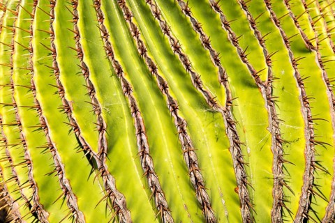 Giant Barrel Cactus (Echinocactus Platyacanthus)