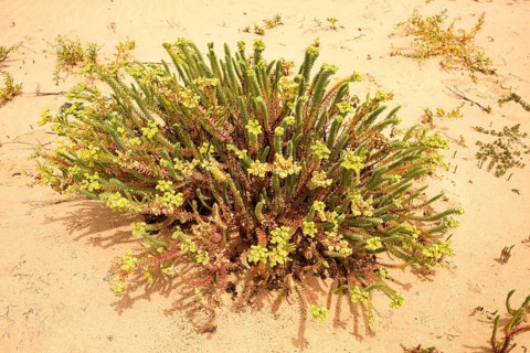 Sea Spurge (Euphorbia paralias) flowering in sand dunes